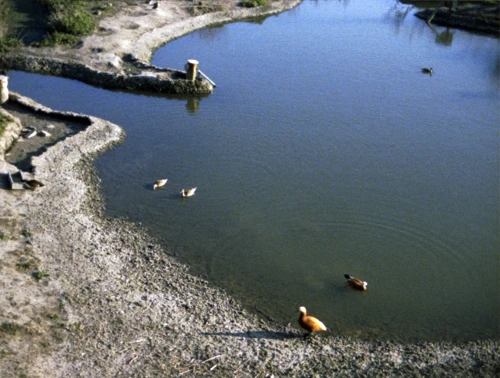 05 Apr 1980 · Slimbridge and Somerset: Day 2: Cheddar to Slimbridge