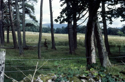 23 Aug 1983 · Scotland: Day 6 Tobermory to Oban YH