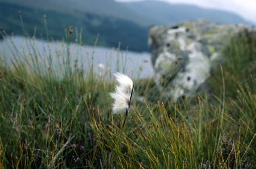 17 Aug 1984 · Scottish Highlands and Islands: Day 2, Loch Lomond to Loch Ossian YH