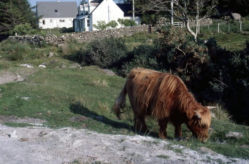 25 Aug 1984 · Scottish Highlands and Islands: Day 10 Torridon to Carn Dearg YH