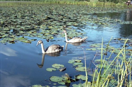 07 Sep 1980 · Stover Lake